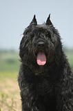 BOUVIER DES FLANDRES 521